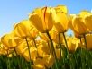 tulips_0-5383467