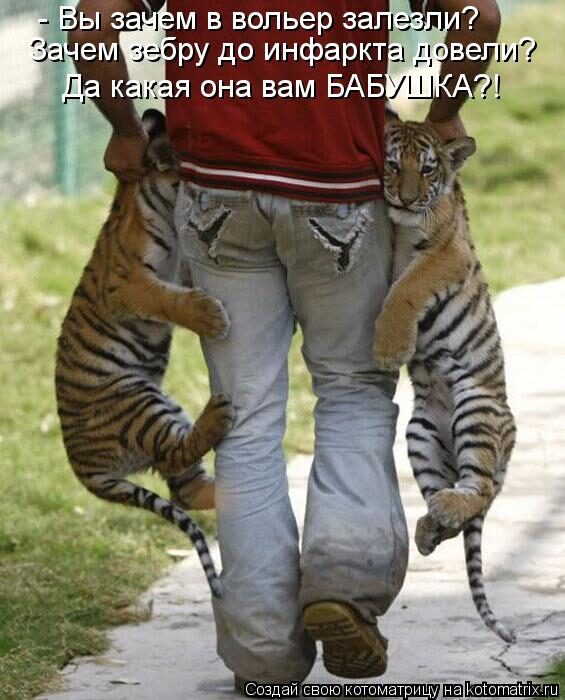 kotomatritsa_mli-1497478